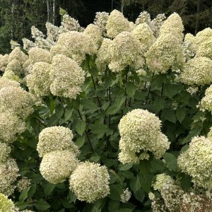 Hortenzia metlinatá (Hydrangea paniculata) ´SILVER DOLLAR´ - výška 20-30 cm, kont. C2L